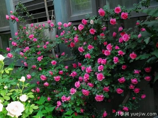 適合庭院的6個(gè)藤本月季，以及移栽時(shí)間和牽引辦法(圖3)
