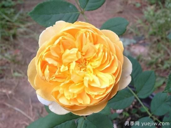 適合庭院的6個(gè)藤本月季，以及移栽時(shí)間和牽引辦法(圖5)