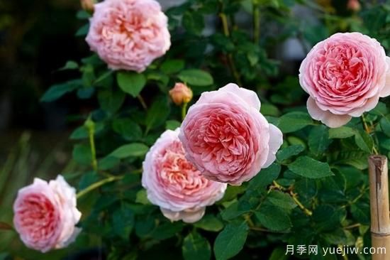 適合庭院的6個(gè)藤本月季，以及移栽時(shí)間和牽引辦法(圖8)