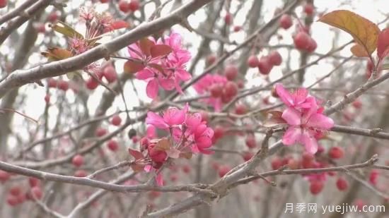 菏澤成武：千畝海棠反季節(jié)開花，逆襲深秋成一景(圖3)