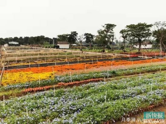中國（中山）花木產業(yè)大會12月初舉行(圖1)