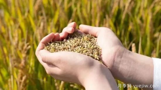 河南糧食倉容量位居全國**！出臺儲備糧管理辦法保障糧食安全(圖1)