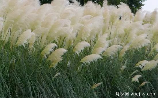 花有花鏡，草有草境！這么美的觀賞草你了解多少(圖2)