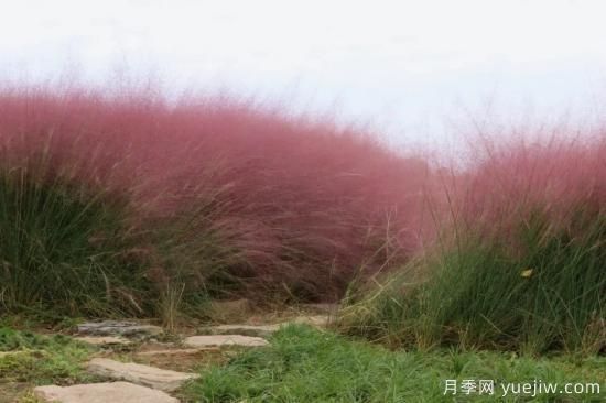 花有花鏡，草有草境！這么美的觀賞草你了解多少(圖4)