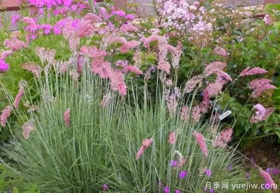 花有花鏡，草有草境！這么美的觀賞草你了解多少(圖7)