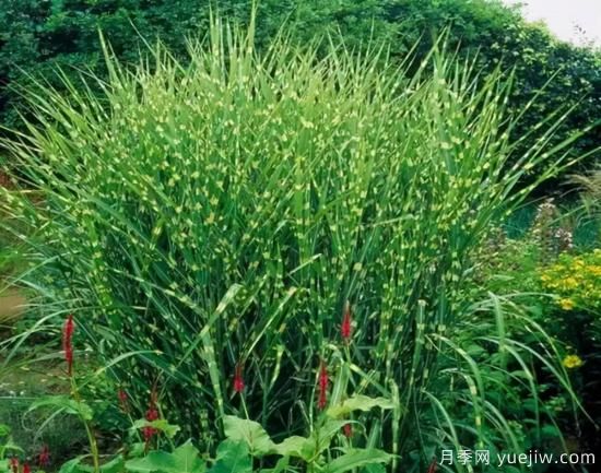 花有花鏡，草有草境！這么美的觀賞草你了解多少(圖9)