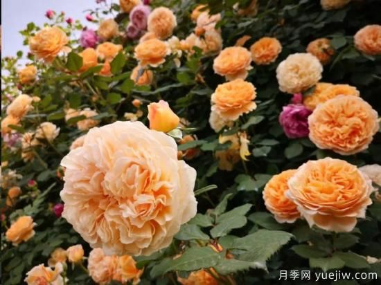 藤本月季12月可以開始牽引嗎？不同地區(qū)差異大！(圖1)