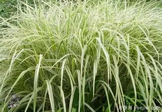 花有花鏡，草有草境！這么美的觀賞草你了解多少(圖10)