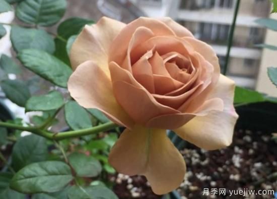 拿鐵咖啡、加百列、糖果雪山、銅管樂(lè)隊(duì)等月季值得入手嗎？(圖1)