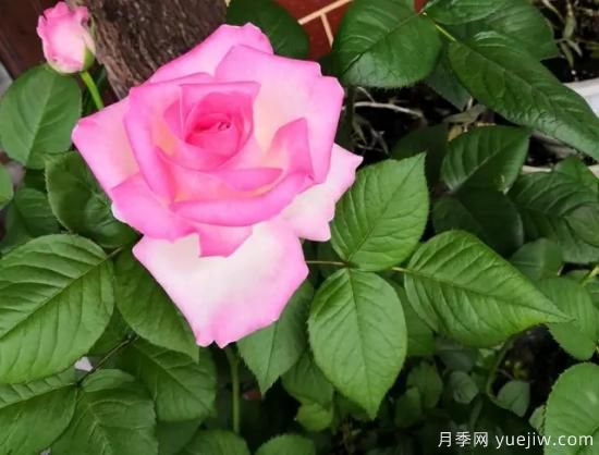 拿鐵咖啡、加百列、糖果雪山、銅管樂(lè)隊(duì)等月季值得入手嗎？(圖3)