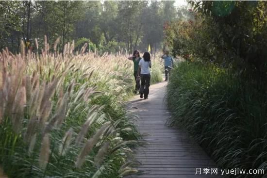 花有花鏡，草有草境！這么美的觀賞草你了解多少(圖18)