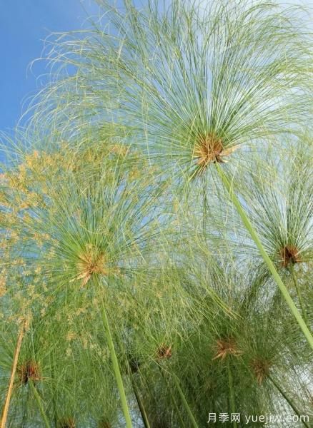 花有花鏡，草有草境！這么美的觀賞草你了解多少(圖17)