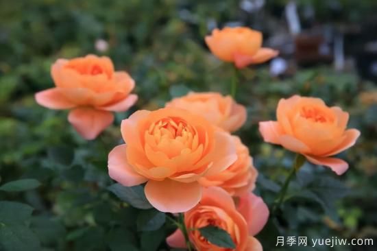 推薦適合陽臺的11種月季，漂亮好養(yǎng)四季開花(圖1)