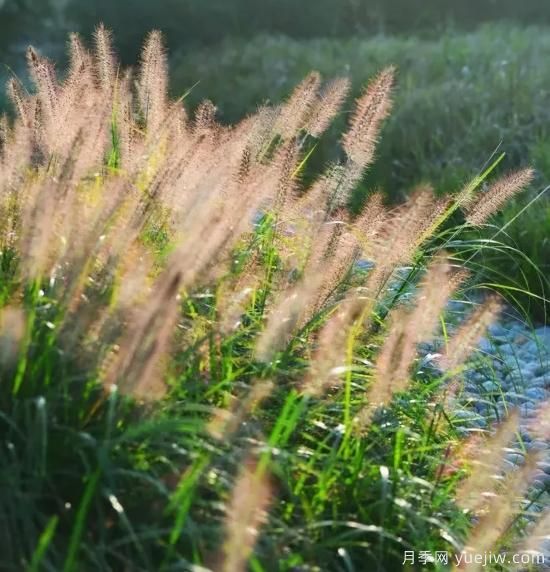 花有花鏡，草有草境！這么美的觀賞草你了解多少(圖19)