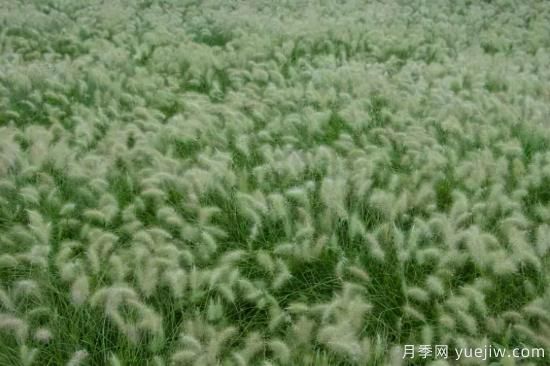 花有花鏡，草有草境！這么美的觀賞草你了解多少(圖20)