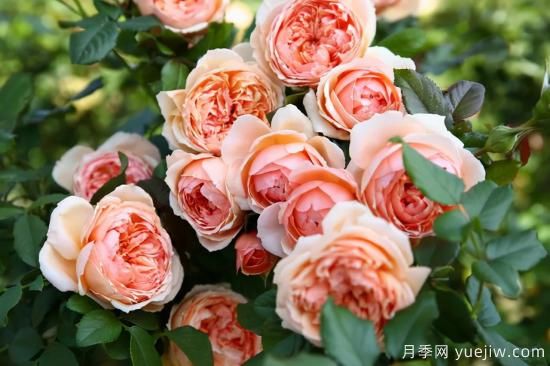 推薦適合陽臺的11種月季，漂亮好養(yǎng)四季開花(圖2)