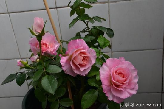 推薦適合陽臺的11種月季，漂亮好養(yǎng)四季開花(圖3)