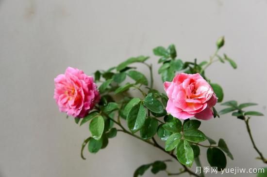推薦適合陽臺的11種月季，漂亮好養(yǎng)四季開花(圖4)