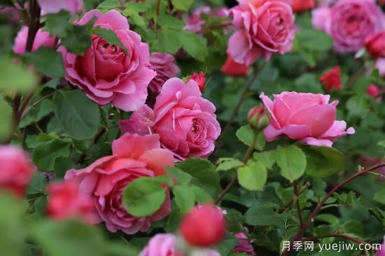推薦適合陽臺的11種月季，漂亮好養(yǎng)四季開花(圖5)
