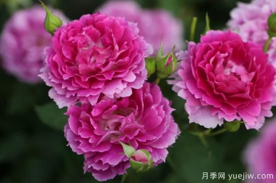 推薦適合陽臺的11種月季，漂亮好養(yǎng)四季開花(圖6)