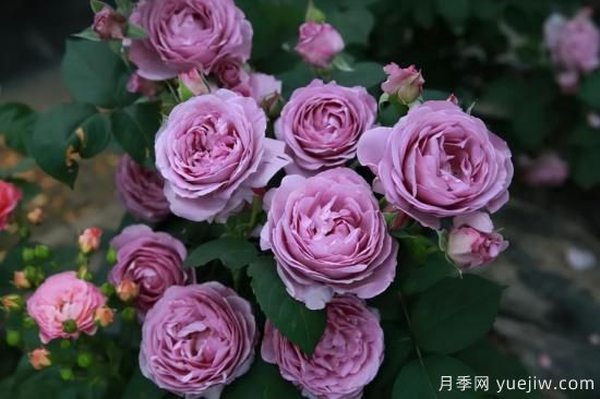 推薦適合陽臺的11種月季，漂亮好養(yǎng)四季開花(圖7)