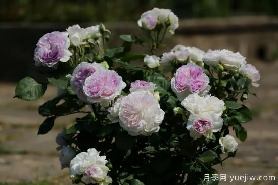 推薦適合陽臺的11種月季，漂亮好養(yǎng)四季開花(圖8)