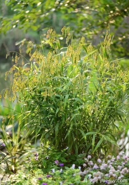 花有花鏡，草有草境！這么美的觀賞草你了解多少(圖25)