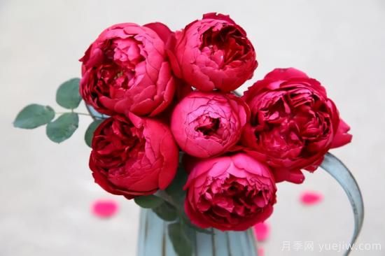 推薦適合陽臺的11種月季，漂亮好養(yǎng)四季開花(圖10)