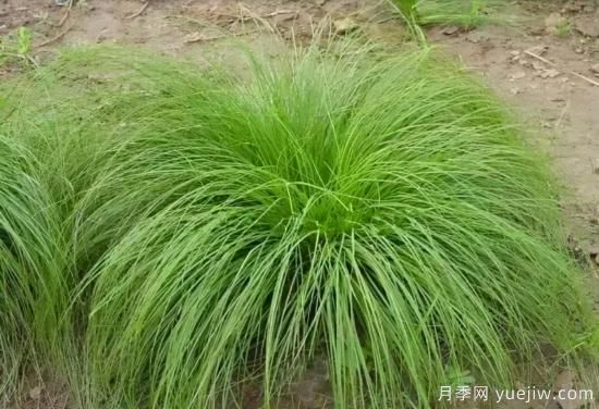 花有花鏡，草有草境！這么美的觀賞草你了解多少(圖26)