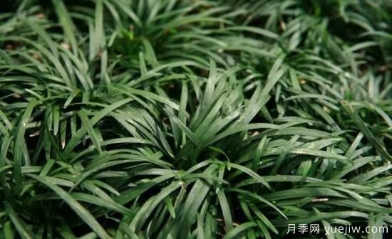 花有花鏡，草有草境！這么美的觀賞草你了解多少(圖30)