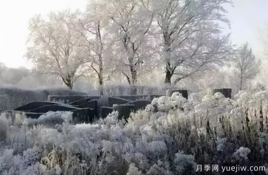 花有花鏡，草有草境！這么美的觀賞草你了解多少(圖31)