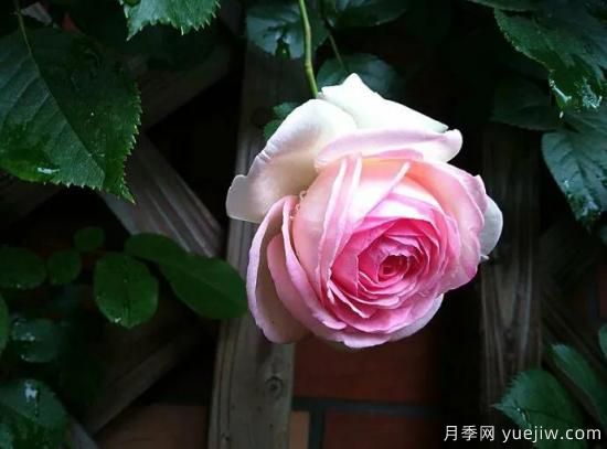 龍沙寶石，***受歡迎的粉色藤本月季，無法抗拒的魅力(圖4)
