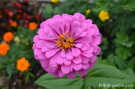 100種常見花卉的栽培大全，送給愛養(yǎng)花的你(圖2)