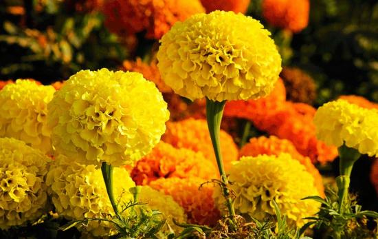 100種常見花卉的栽培大全，送給愛養(yǎng)花的你(圖1)