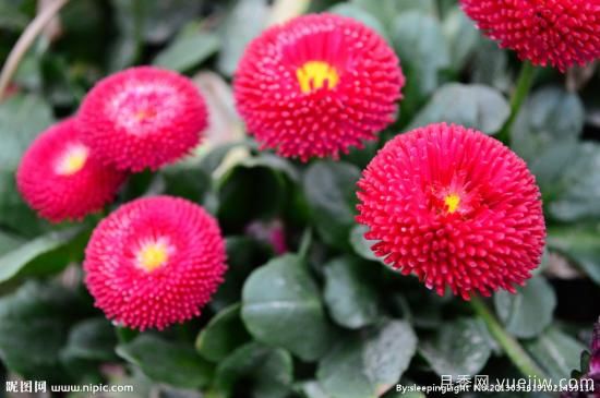 100種常見花卉的栽培大全，送給愛養(yǎng)花的你(圖3)