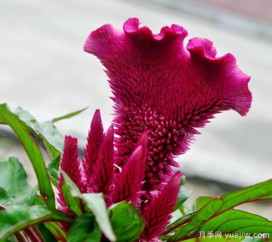 100種常見花卉的栽培大全，送給愛養(yǎng)花的你(圖4)