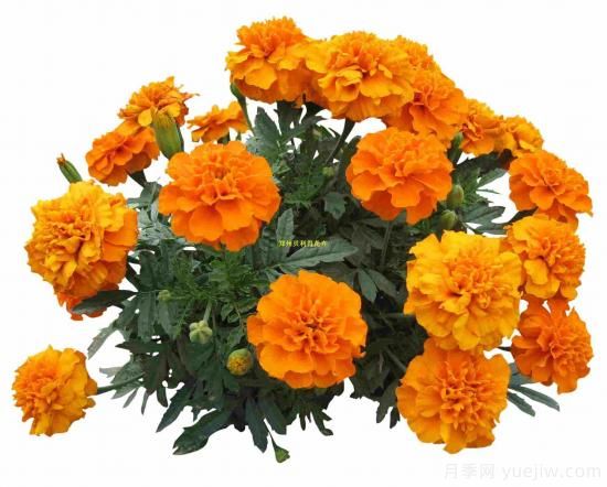 100種常見花卉的栽培大全，送給愛養(yǎng)花的你(圖5)