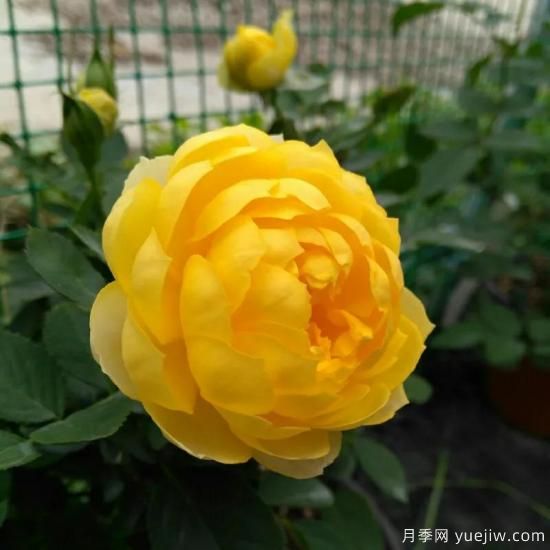 金絲雀，黃花月季中的王中王，美麗漂亮常年開花不停歇(圖3)