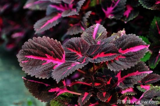 100種常見花卉的栽培大全，送給愛養(yǎng)花的你(圖6)