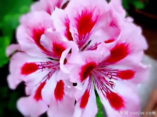 100種常見花卉的栽培大全，送給愛養(yǎng)花的你(圖7)