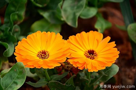 100種常見花卉的栽培大全，送給愛養(yǎng)花的你(圖10)