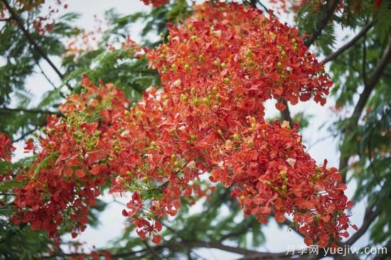 鳳凰木適合在哪種植，北方能種嗎？(圖1)