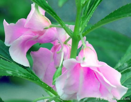 100種常見花卉的栽培大全，送給愛養(yǎng)花的你(圖12)