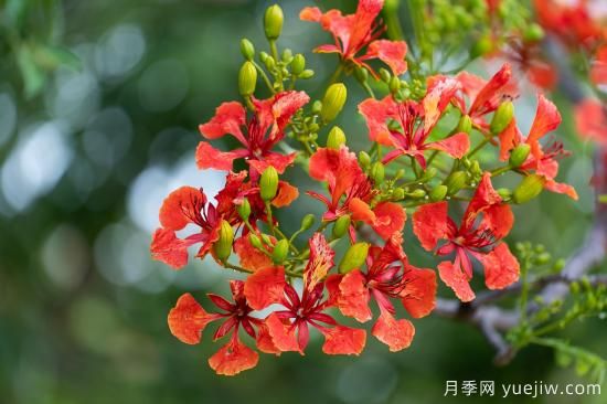 鳳凰木適合在哪種植，北方能種嗎？(圖2)