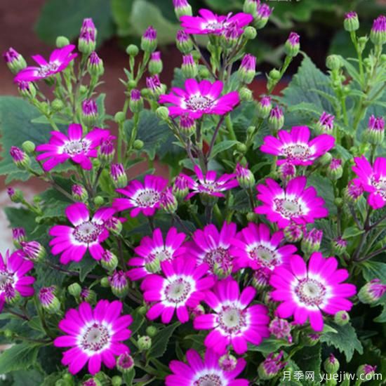 100種常見花卉的栽培大全，送給愛養(yǎng)花的你(圖16)