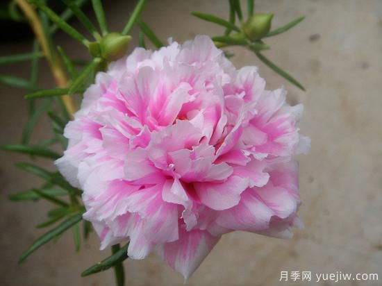 100種常見花卉的栽培大全，送給愛養(yǎng)花的你(圖13)