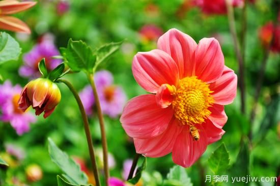 100種常見花卉的栽培大全，送給愛養(yǎng)花的你(圖14)
