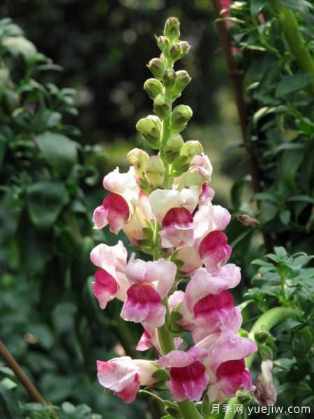 100種常見花卉的栽培大全，送給愛養(yǎng)花的你(圖15)