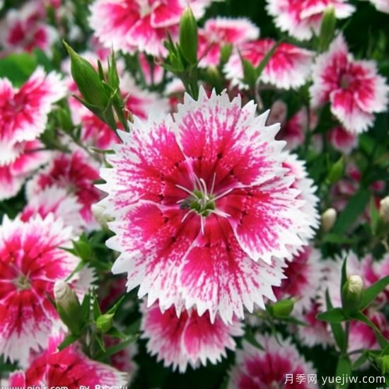 100種常見花卉的栽培大全，送給愛養(yǎng)花的你(圖18)