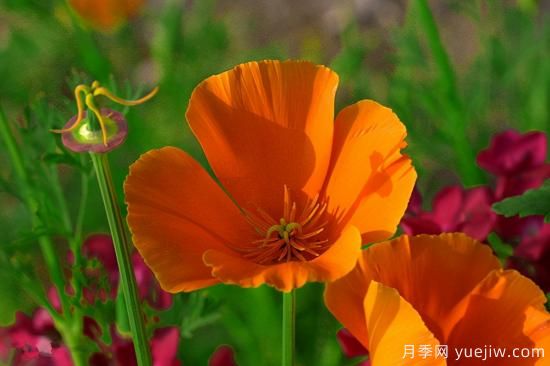 100種常見花卉的栽培大全，送給愛養(yǎng)花的你(圖19)